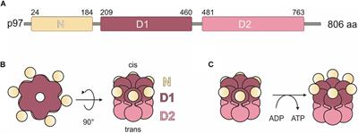 Domain Organization of the UBX Domain Containing Protein 9 and Analysis of Its Interactions With the Homohexameric AAA + ATPase p97 (Valosin-Containing Protein)